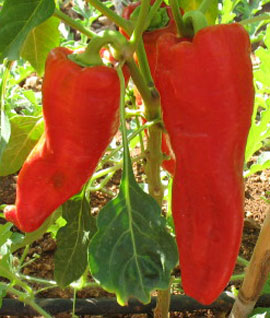 Ripe red peppers